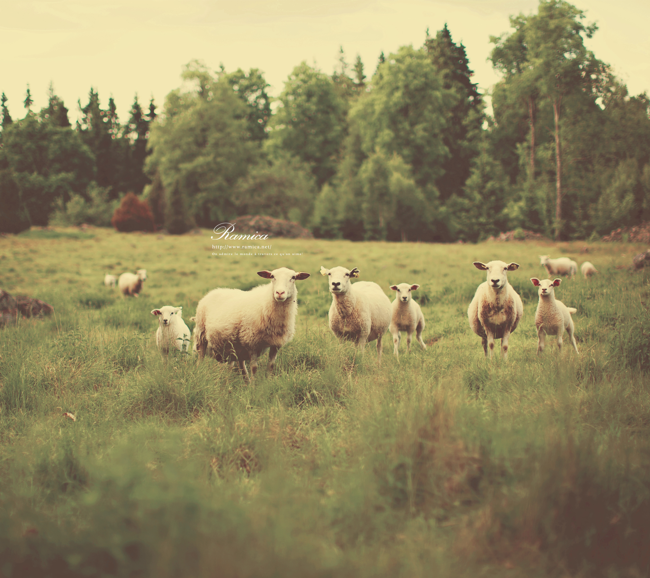 Android アンドロイド用無料壁紙ダウンロード 草原の羊たち Ramica