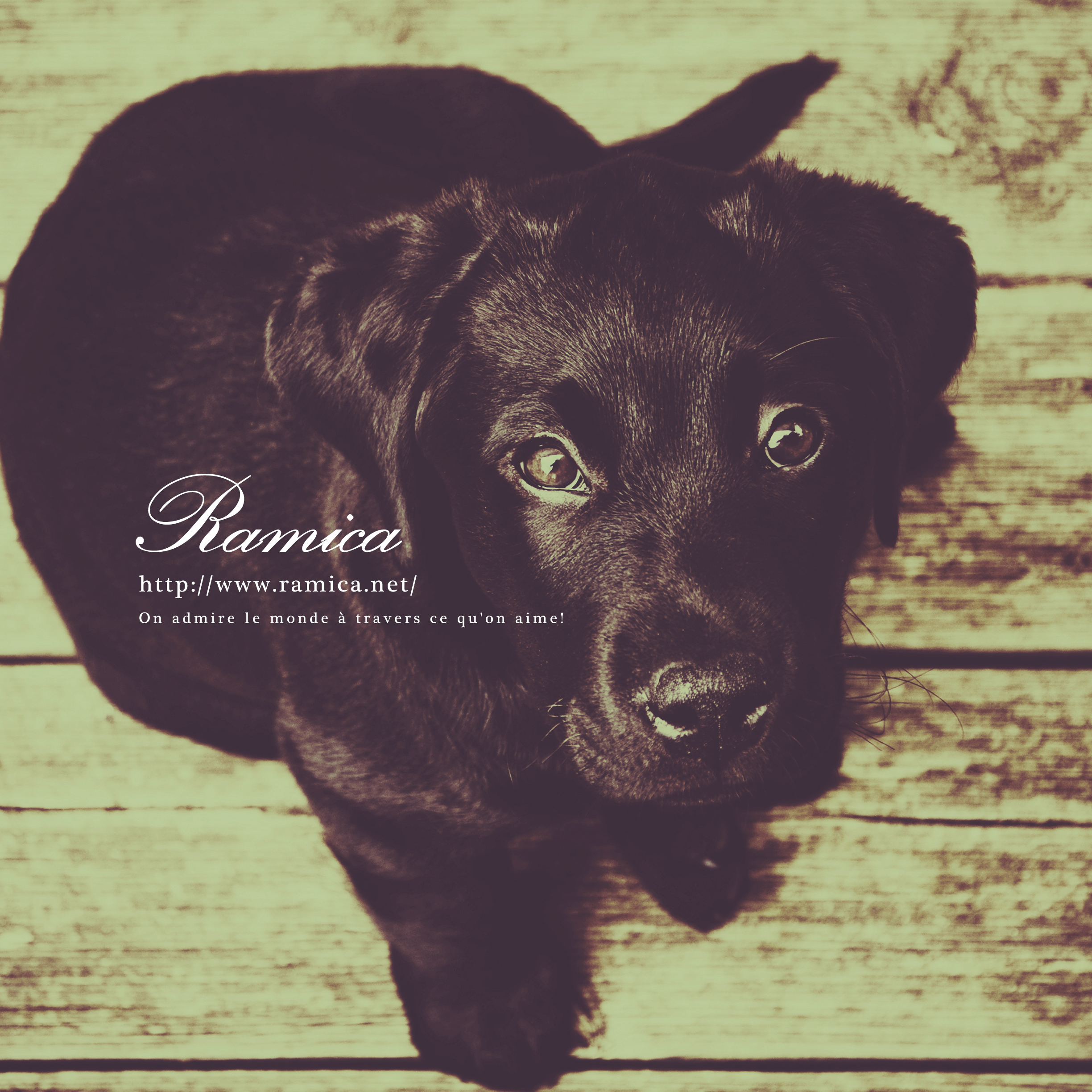 Ipad タブレット用無料壁紙ダウンロード 可愛い犬 ラブラドール Ramica
