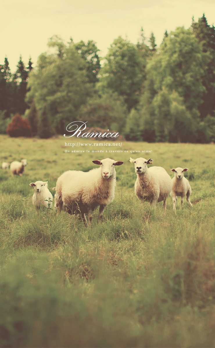 Iphone用無料壁紙ダウンロード 草原の羊たち Ramica
