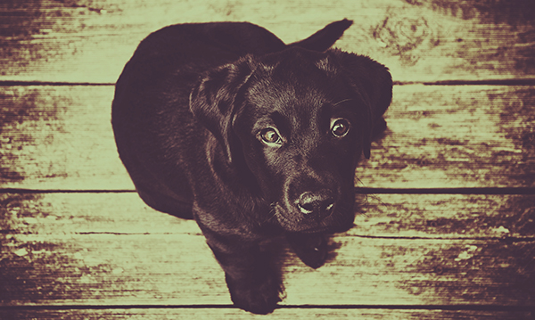 無料で使えるフリー画像 写真素材 可愛い犬 ラブラドール Ramica