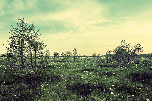 無料で使えるフリー画像 写真素材 森と空と色 Ramica