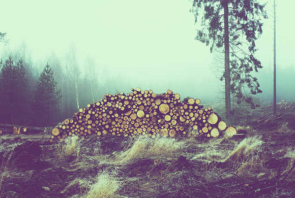 無料で使えるフリー画像 写真素材 森林伐採 Ramica