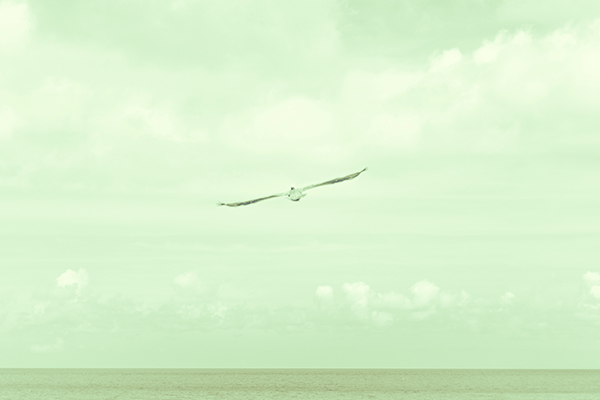 無料で使えるフリー画像 写真素材 海と鳥 Ramica