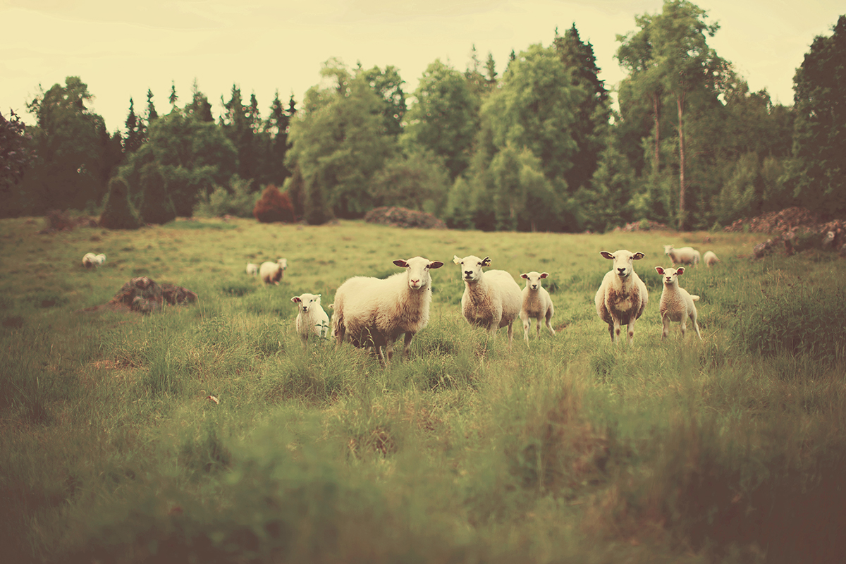 無料で使えるフリー画像 写真素材 草原の羊たち Ramica