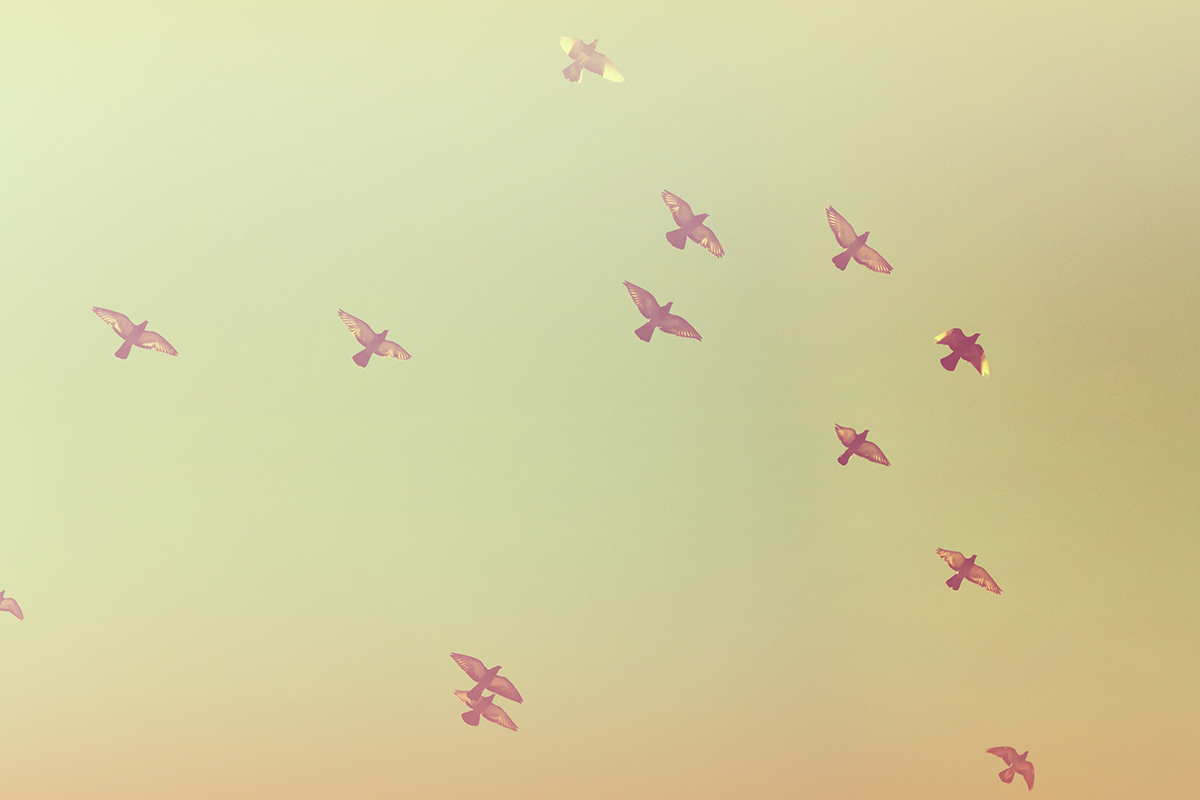 無料で使えるフリー画像 写真素材 空に飛ぶ鳥たち Ramica